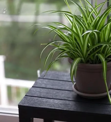 Best Dubrovnik Apartment